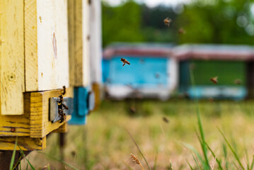 A group of bees flying around a beehive. Busy Bees Buzzing Around Their Honeycomb Home