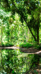 forest in the morning leafs green