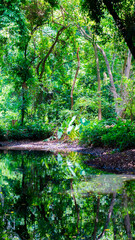 day in the forest, water 