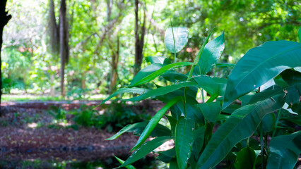 rain forest tree green