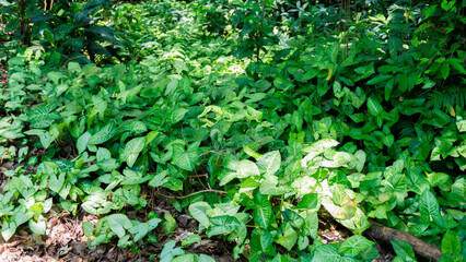 green leaves background