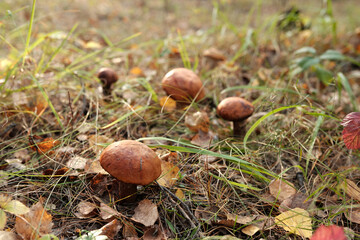 Group of edible mushrooms with orange caps growing in autumn forest among dry leaves and grass