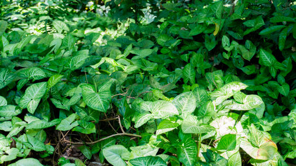green leaves background