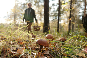 Focus on group of boletus mushrooms growing in autumn forest on the ground covered with dry leaves, grass and other bio mass