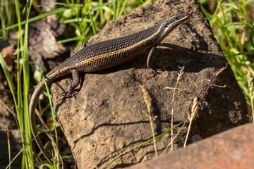 Eine Gelbkehlschildeidechse in der Seitenansicht auf einem Stein sitzend