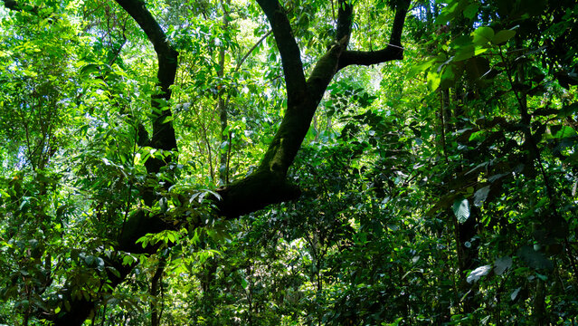 Green Forest Wallpaper Leafs