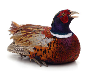 Wild beautiful pheasant.