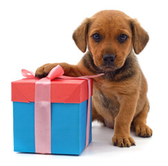 Puppy and gift.