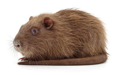One brown nutria.