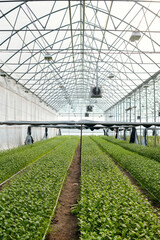 Perspective of long rows of green flower seedlings growing in spacious industrial greenhouse which is small business of some farmer