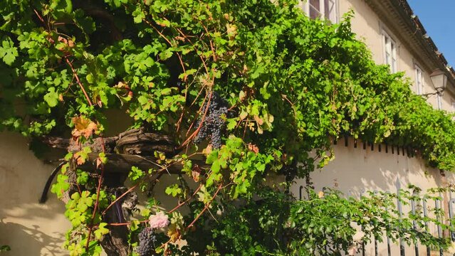 The old vine in Maribor is believed to be the world's oldest grapevine