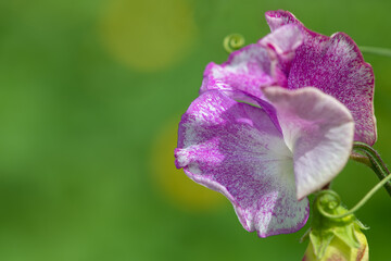 Pink and white sweet pea (lathyrus odoratus) flowers in bloom