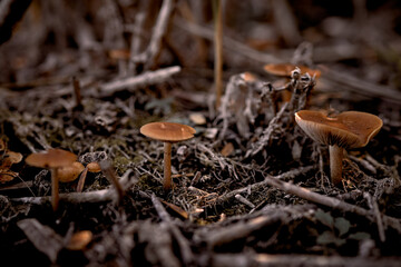 yellow mushrooms grow on a lawn in the forest