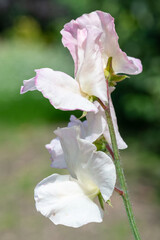 White sweet pea (lathyrus odoratus) flowers in bloom