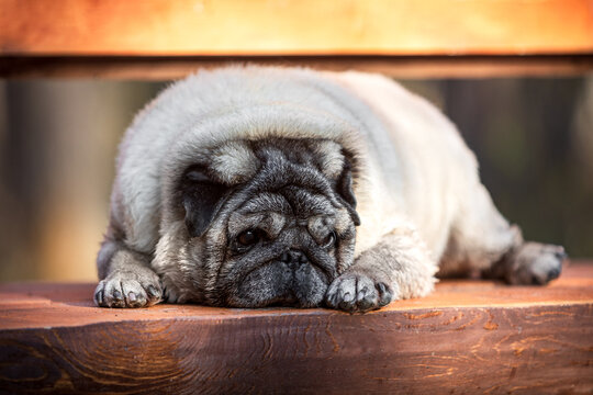 Portrait of a beige pug lying sadly on a bench on a summer sunny day and looking down