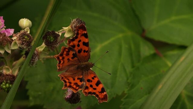 A Polygonia c-album (the comma butterfly) foraging on a flower of a blackberry.