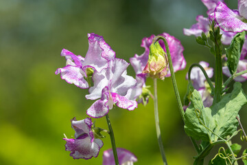 Pink and white sweet pea (lathyrus odoratus) flowers in bloom