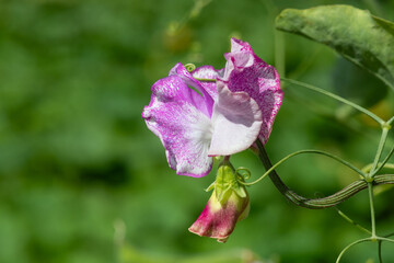 Pink and white sweet pea (lathyrus odoratus) flowers in bloom