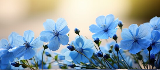Blue blossoms - obrazy, fototapety, plakaty