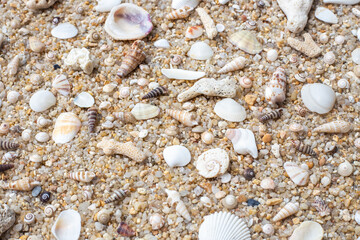 sea background. Shells and corals on coarse white sand, top view