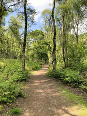 A view of the Cheshire Countryside at Peckforton