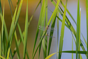 Dragonfly mating on a reed plant.