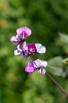 Close up of hyacinth bean (lablab purpurea) flowers in bloom