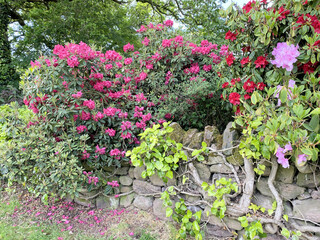 flowers in the garden