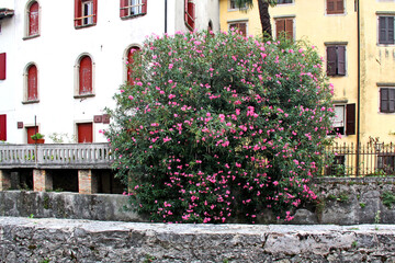 case antiche e oleandro nel borgo Serravalle di Vittorio Veneto (Treviso)