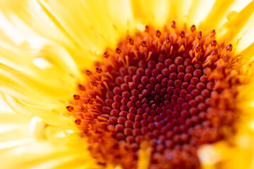 Calendula Flower Macro Close Up