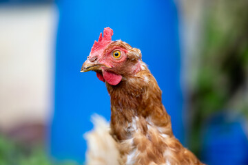 An Old Red Hen with no Feathers but still Lively and still Laying Eggs - Free range farming 