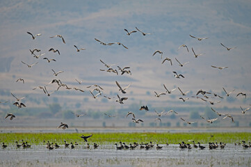 Ducks swimming and flying in the lake.