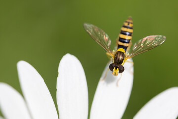 Pallopteridae or Flutter Fly on a Daisy Flower in Summer Close Up Macro