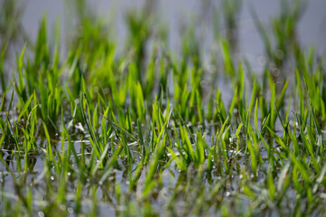 Green coloured aquatic plants in the lake.