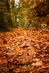Herbstblätter im Wald