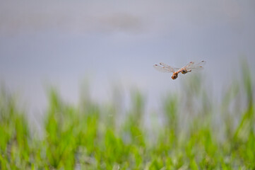 Dragonflies mating in the air over the lake.