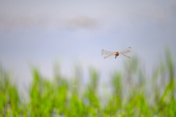 Dragonfly mating on a reed plant.