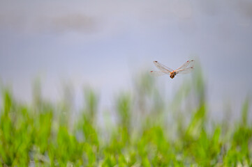 Dragonfly mating on a reed plant.