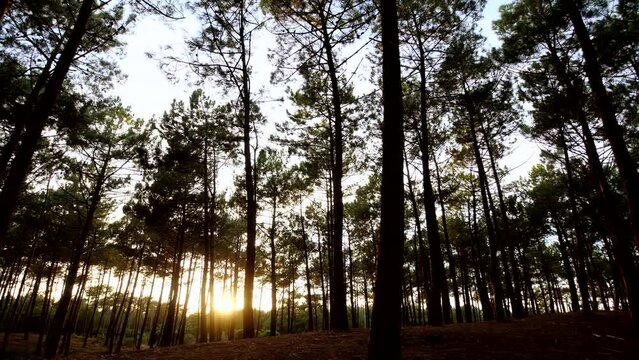 Pines forest at sunrise in Hossegor