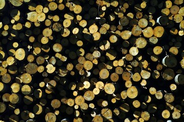 A pile of freshly cut tree trunks viewed from the center section of the cut. Concept of deforestation