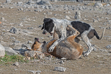 Two dogs fighting in the street.