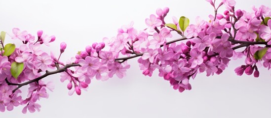 Blooming floral background with pink lilac flowers