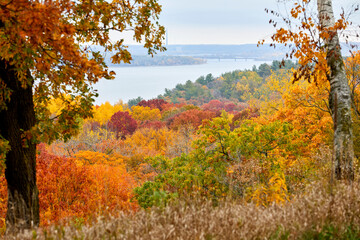 Beautiful fall leaves changing vivid colors along a river bank between Minnesota and Wisconsin USA