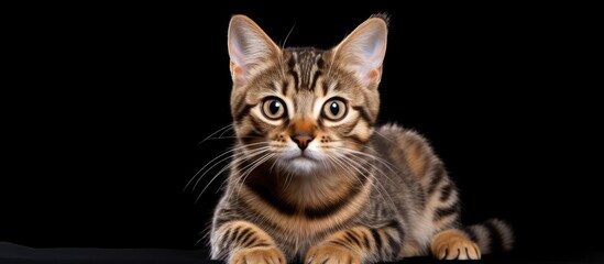 Striped domestic shorthair kitten