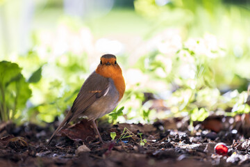 Robin Bird in a Shade on the Ground Searching for Food and Finding Some