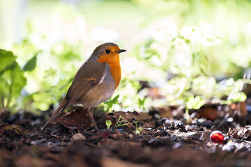 Robin Bird in a Shade on the Ground Searching for Food and Finding Some