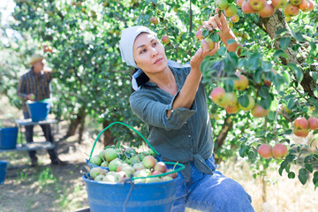 Young asian woman farmer harvesting ripe pears from tree in fruit garden