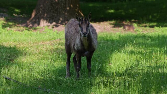 Apennine chamois, Rupicapra pyrenaica ornata, is living in the Abruzzo-Lazio-Molise National Park in Italy and the Pyrenees in Spain