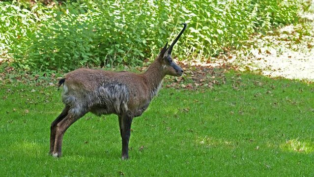 Apennine chamois, Rupicapra pyrenaica ornata, is living in the Abruzzo-Lazio-Molise National Park in Italy and the Pyrenees in Spain