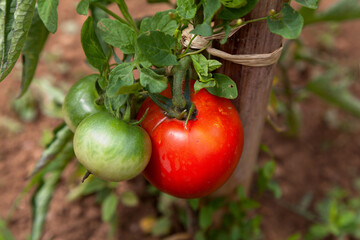 Tomatoes in a garden